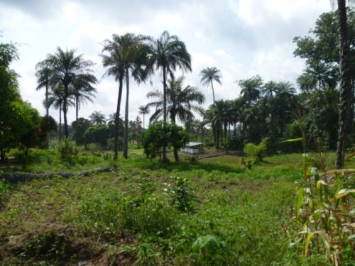Farming in the Tropics - Part 1 - Shabka