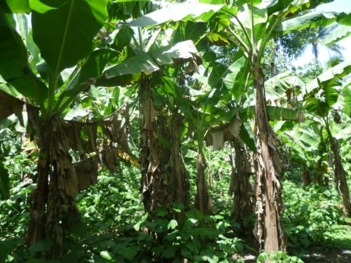 Farming in the Tropics - Part 2 - Shabka