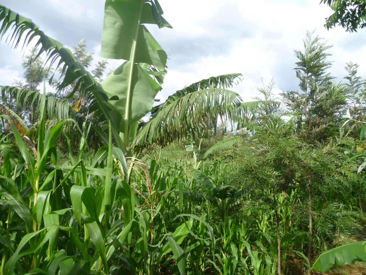 Mixed Tropical And Subtropical Commercial Farming Livestock Farming